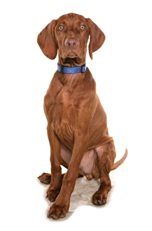 Domestic Dog, Short-haired Hungarian Vizsla, male puppy, sitting, with collar