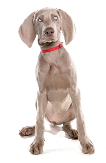 Collar Prints: Domestic Dog, Short-haired Weimaraner, female puppy, sitting, with collar