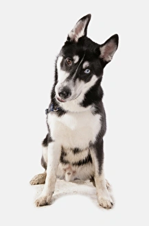 Coloured Prints: Domestic Dog, Siberian Husky, adult, with different coloured eyes, sitting