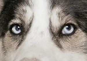 Domestic Dog, Siberian Husky, adult, close-up of eyes
