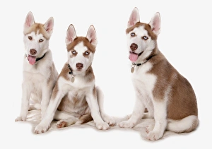 Collar Prints: Domestic Dog, Siberian Husky, three puppies, sitting, with collars and tags