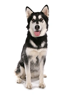 Mongrel Prints: Domestic Dog, Siberian Husky x German Shepherd, puppy, sitting