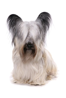 Skye Prints: Domestic Dog, Skye Terrier, adult female, sitting