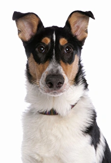 Collie Prints: Domestic Dog, Smooth Collie, adult, with collar, close-up of head