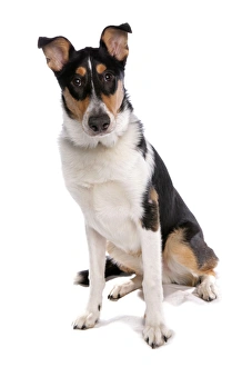 Sitting Prints: Domestic Dog, Smooth Collie, adult, sitting