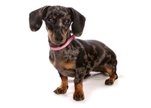 Collar Prints: Domestic Dog, Smooth-haired Dachshund, adult female, sitting, with collar