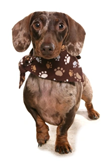 Dog Prints: Domestic Dog, Smooth-haired Standard Dachshund, adult, wearing bandana, standing