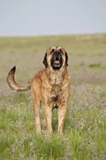 Mastiffs Prints: Domestic Dog, Spanish Mastiff, adult male