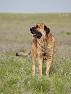 Domestic Dog, Spanish Mastiff, adult male, standing in grassland, Extremadura, Spain, april