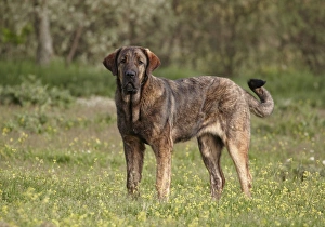 Mastiffs Prints: Domestic Dog, Spanish Mastiff, immature female, standing, Extremadura, Spain, april