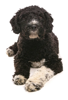 Puppies Prints: Domestic Dog, Spanish Water Dog, puppy, laying