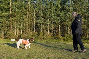 Woman Prints: Domestic Dog, Springer Spaniel