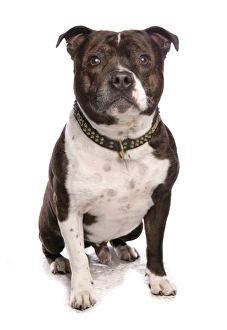 Domestic Dog, Staffordshire Bull Terrier, adult, sitting