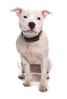 Domestic Dog, Staffordshire Bull Terrier, adult, sitting