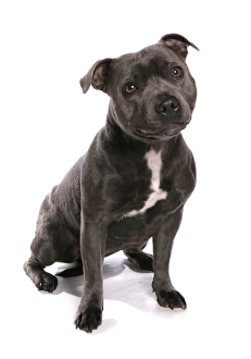 Trending: Domestic Dog, Staffordshire Bull Terrier, adult, sitting