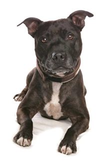 Domestic Dog, Staffordshire Bull Terrier, adult, laying
