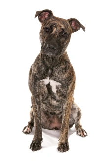 Dog Prints: Domestic Dog, Staffordshire Bull Terrier cross, adult, sitting