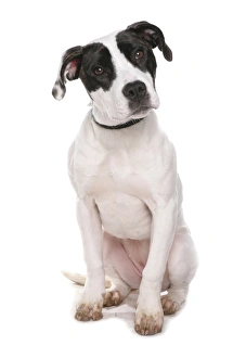 Mongrel Prints: Domestic Dog, Staffordshire Bull Terrier type, puppy, sitting