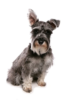 Domestic Dog, Standard Schnauzer, adult, sitting