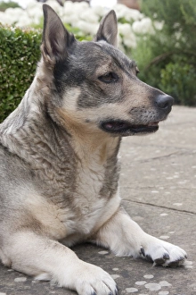 Herding Prints: Domestic Dog, Swedish Vallhund