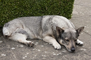Domestic Dog, Swedish Vallhund, adult female, amputee with back leg missing, resting on garden paving, England, August