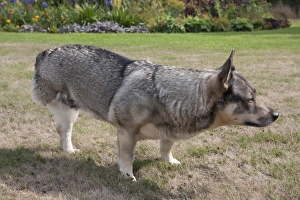Domestic Dog, Swedish Vallhund, adult female, amputee with back leg missing, standing on garden lawn, England, August