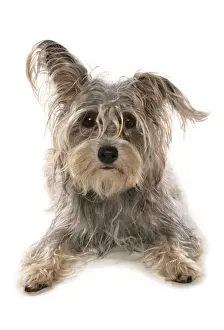 Dog Prints: Domestic Dog, Terrier cross mongrel, adult, laying