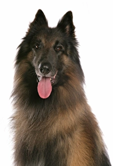 Pants Prints: Domestic Dog, Tervueren, Belgian Shepherd Dog, adult, panting, close-up of head