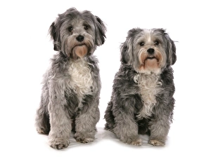 Dog Prints: Domestic Dog, Tibetan Terrier, two adults, sitting