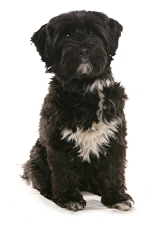 Domestic Dog, Tibetan Terrier, puppy, sitting