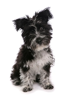 Domestic Dog, Tibetan Terrier, puppy, sitting