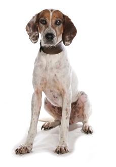 Dog Prints: Domestic Dog, Trail Hound, adult, sitting, with collar