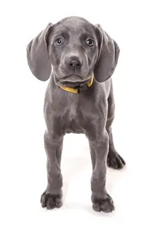 Blue Prints: Domestic Dog, Weimaraner, blue short-haired variety, puppy, standing