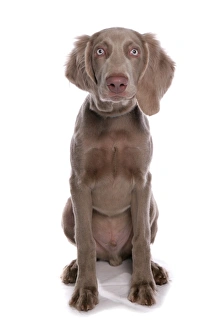 Domestic Dog, Weimaraner, male puppy, sitting