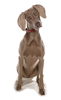 Gundogs Prints: Domestic Dog, Weimaraner, short-haired variety, adult female, with collar, sitting