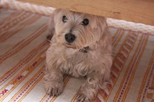 Indoor Prints: Domestic Dog, West Highland White Terrier