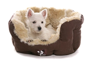 Dog Prints: Domestic Dog, West Highland White Terrier, puppy, laying in bed