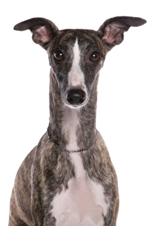 Cutout Prints: Domestic Dog, Whippet, adult, close-up of head
