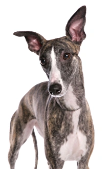Domestic Dog, Whippet, adult, close-up of head