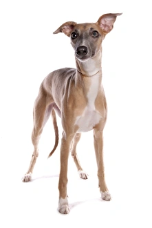 Collar Prints: Domestic Dog, Whippet, adult, with collar, standing