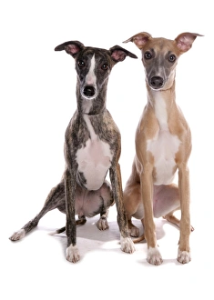 Hound Prints: Domestic Dog, Whippet, two adults, sitting