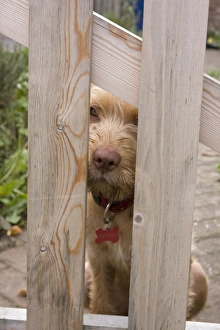 Domestic Dog, Wire-haired Hungarian Vizsla, female puppy, looking through garden gate, England, september