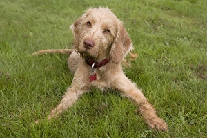Domestic Dog, Wire-haired Hungarian Vizsla, female puppy, laying on grass, England, september