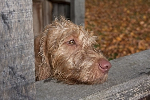 Domestic Dog, Wire-haired Hungarian Vizsla, female puppy, close-up of head, resting on park shelter, England, october