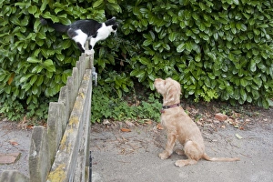 Domestic Dog, Wire-haired Hungarian Vizsla, female puppy, chasing Domestic Cat, standing on fence, England, october