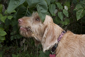 Domestic Dog, Wire-haired Hungarian Vizsla, female puppy, close-up of head, chewing bushes in garden, England, october