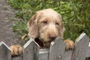 Domestic Dog, Wire-haired Hungarian Vizsla, female puppy, looking over garden gate, England, september