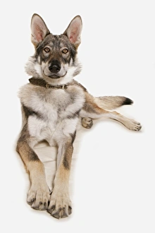 Collar Prints: Domestic Dog, Wolfdog, adult, laying