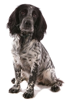Trending: Domestic Dog, Working Cocker Spaniel, puppy, sitting, with collar and tag