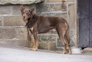 Collar Prints: Domestic Dog, Working Kelpie, adult